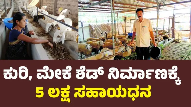 ಕುರಿ. ಮೇಕೆ ಶೇಡ್ ನಿರ್ಮಾಣಕ್ಕೆ 5 ಲಕ್ಷ ಸಹಾಯಧನ